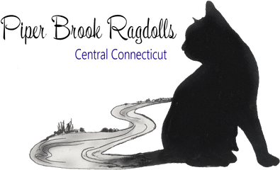 Tica Registered Ragdoll Breeder - Black Cat Png