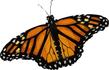 Free Photo Monarch Butterfly Danaus Plexippus - Monarch Butterfly Png