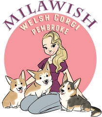 Welsh Corgi Pembroke Milawish - Pembroke Welsh Corgi Png