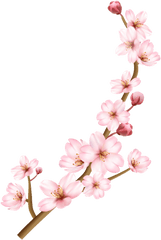 Flores Png - Flores Flor Bonita Rosa 4 Png Transparent Cherry Blossom Branch Drawing