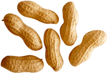 Download Hd Peanut Png Transparent Images - Peanuts Png Png Peanut