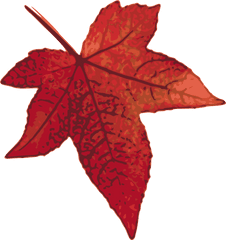 Clipart Leaves Maple Leaf - Maple Leaf Clip Art Png