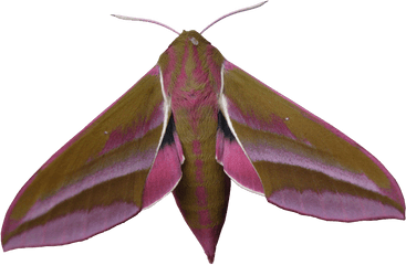 Download Liked Like Share - Large Elephant Hawk Moth Png Large Elephant Hawk Moth