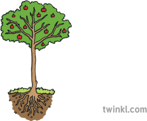 Fruit Tree With Roots Science Plant Apple Ks1 Illustration - Soil Png