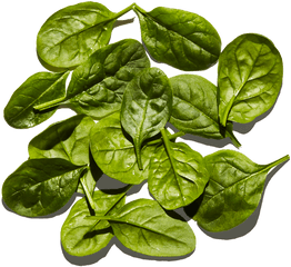 Baby Spinach - Houseplant Png