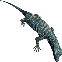 Lizard - Forest Lizard Png