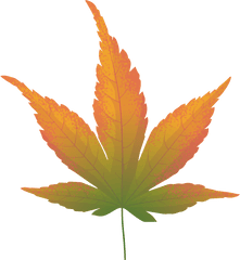 Japanese Maple Yellow Leaf Clipart - Weed Plant Black And White Png