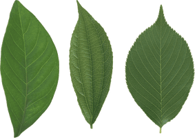 Green Leaf Png