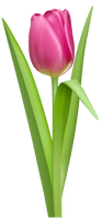 Tulip Png Picture