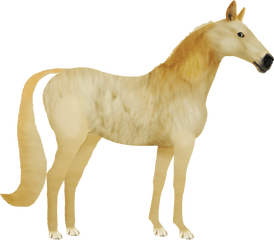 Horse Doge Png Extra In Comments - Doge As A Horse