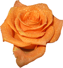 Transparent Orange Png Flowers