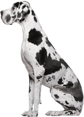 Great Dane Png 1 Image - Great Dane Puppy Transparent Background