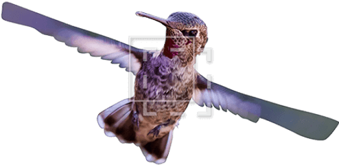 Hummingbird - Immediate Entourage Hummingbird Png