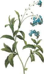 Vintage Blue Flower Png Clipart - Botanical Inspirations By Lynn Araujo