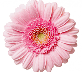 Pink Flower Transparent Background - Transparent Background Clipart Flower Png