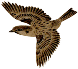 Flying Sparrow Png No Background - Flying Sparrow Transparent Background