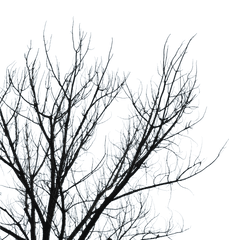 Png Clipart Branch Tree Sky Leaf - Dead Tree Branch Png