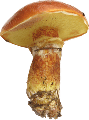 Download Mushroom Png Image For Free - Cut Outs Mushroom