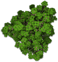 Download Www - Bushes Png Top View