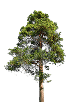 Fir-Tree File - Free PNG