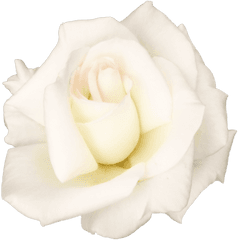 White Rose Png Transparent Image - White Rose Png Transparent