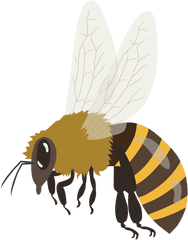 Bee Bumblebee Honeybee - Honey Bee Vector Png