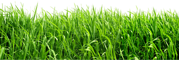 Field Green Download HD - Free PNG