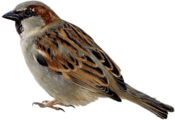 Sparrow Png Images Free Download - Sparrow Png