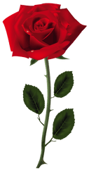 Red Rose Png Art Picture - Transparent Image Of Rose