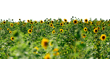 Sunflowers Picture - Free PNG