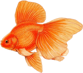 Large Fins Drawing Transparent Png - Difference Between Male And Female Goldfish