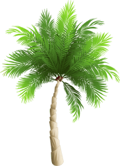 Palm Clipart Watercolor Transparent Free Png Tree