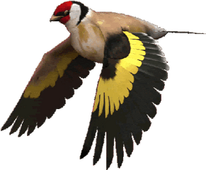 Einn Prnd Aa Stickers Gfycat - Stickers Pajaro Png