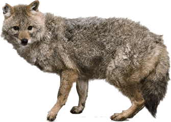 Jackal Png Free Image Download - Jackal The Animal