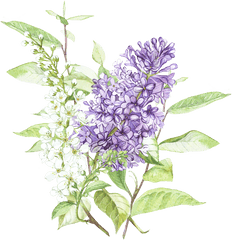 Download Beautiful Hand Painted Png Wisteria