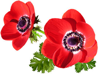 AnÃ©mone Png 5 Image - Anemone Flower Red Png