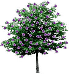 Index Of Trees - Flowering Trees With Transparent Background Png