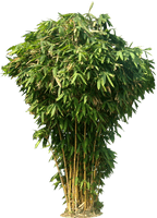 Bamboo Picture - Free PNG