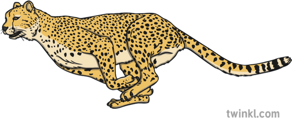 Cheetah Running Open Eyes Wild Animal Savannah South Africa Ks1 - Dot Png