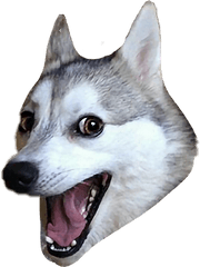 Report Abuse - Pun Husky Transparent Background Full Size Husky Dog Meme Png