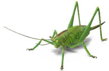 Green Grasshopper Png Image Free Download Play - Portable Network Graphics