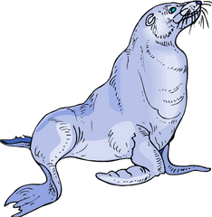 Download Sea Lion Clipart - Full Size Png Image Pngkit Alayan Fok Bal Animasyonu