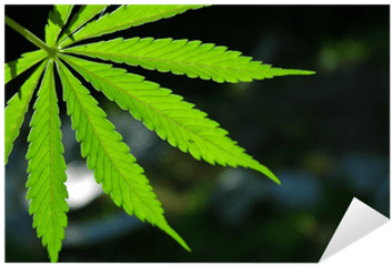 Marijuana Leaf Sticker Pixers - Marijuana Leaf Png