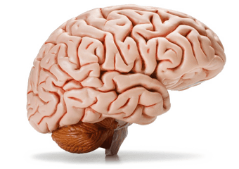 The Human Brain Body Homo Sapiens - Transparent Background Brain Transparent Png