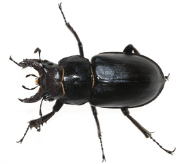 Black Beetle Png Transparent Image - Female Black Stag Beetle