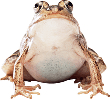 Frog Png Image