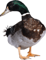 Duck Png Image