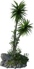 Jungle Foliage Rainforest - Free Image On Pixabay Houseplant Png