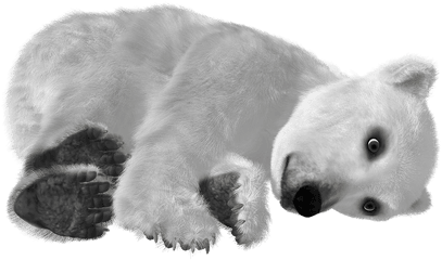 Download Polar Bear Png Transparent Images - Polar Bear