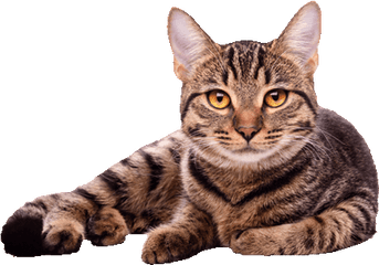 Download Cat White Background High - Cat Images White Background Png